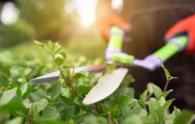 GARDEN
MAINTENANCE